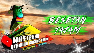 Download lagu Besetan Tajam ,Crecetan Tajam Ada Di Sini‼️Special Masteran Burung Lomba‼️Materi Ampuh bikin Down mp3