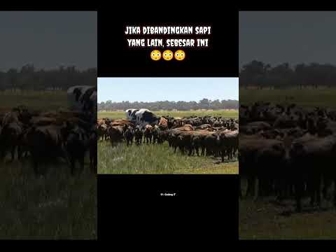 HAL HAL YANG LEBIH BESAR DARI YANG DIBAYANGKAN #shorts