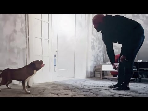 Mann adoptiert aggressiven Pitbull und erlebt die Überraschung seines Lebens