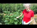 Really Hot 4th Of July - Wisconsin Garden Video Blog 292 Really Hot 4th Of July - Wisconsin Garden Video Blog 292