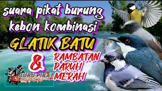 Download lagu suara pikat burcil terbaru kombinasi gelatik batu dan rambatan paruh merah mp3