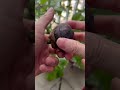 Mangosteen Is So Delicious Nature Mangosteen Satisfying Fruit Shorts