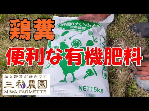 鶏糞を肥料として使用する: 庭の自然の驚異 + ビデオチュートリアル  庭園