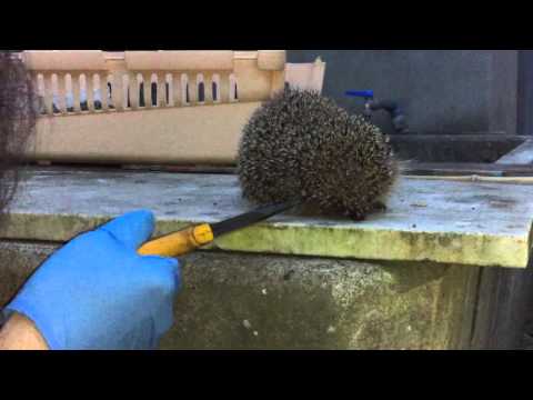 Come influenzare la persona di un parassita Come raccogliere la chilocaloria su vermi al bambino