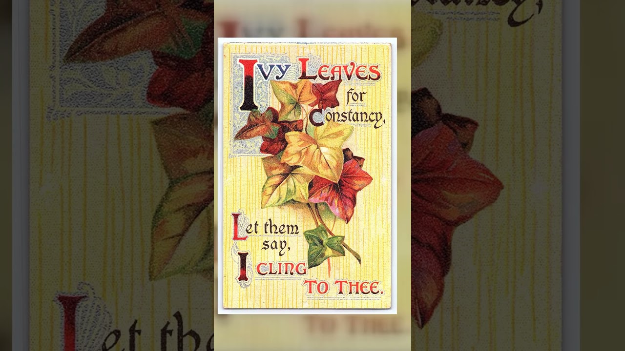 Ivy Leaves for Constancy Postcard, Mount Vernon, Linen, 1910s Video