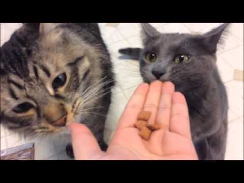 My cats trying Purina Beyond Dry Food and Iams Treats