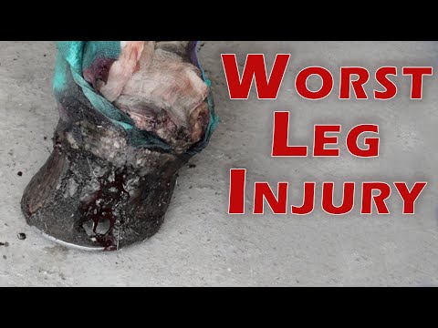 Worst Leg Injury - Horse Shelter Heroes S3E26