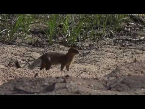 Dec 31, 2016- Slender Mongoose Sighting With Brent Leo Smith