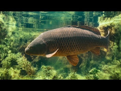 Karpfen Angeln im dichten Kraut I FreestyleFishing