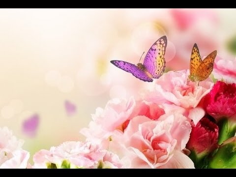 Butterflies - Ryan Stewart