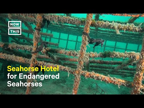 Scientists Create Seahorse Hotels to Save Endangered Species
