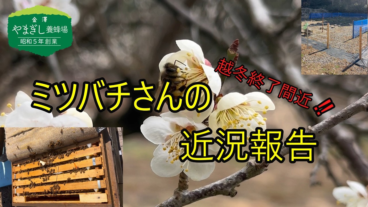 越冬終了間近‼ ミツバチさんの近況報告