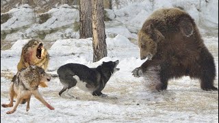 Re: [問卦] 如果阿北沒奪刀 車廂的人會怎樣