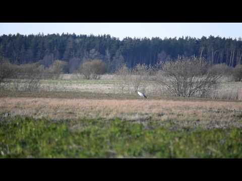 Чибис vs. журавль\ Northern lapwing vs. Common crane