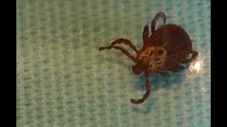 Может ли муравьиная кислота защитить человека от укуса клещей. Серия 2