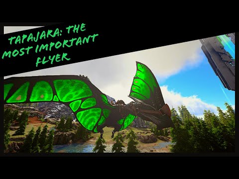 TAPAJARA: MOST IMPORTANT FLYER IN THE GAME