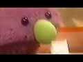 THE HOOBS 5 Minutes Of Iver Noises ️