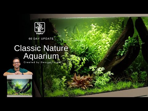 Trimming & General easy aquarium maintenance | Classic nature aquarium | 60 day update