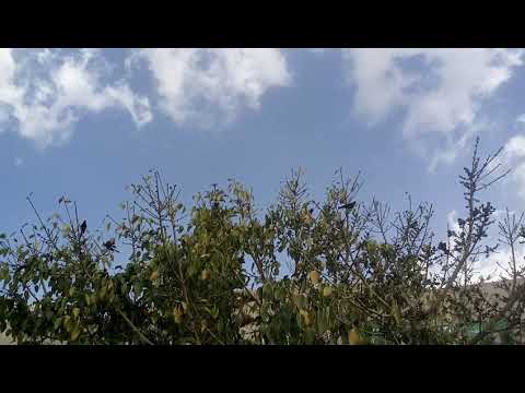 Birds and trees in Abha