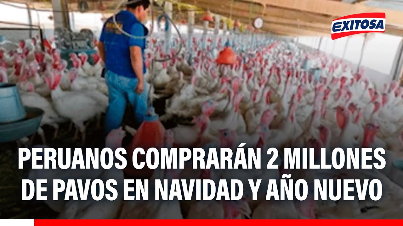 🔴🔵 Peruanos comprarán 2 millones de pavos en Navidad y Año Nuevo