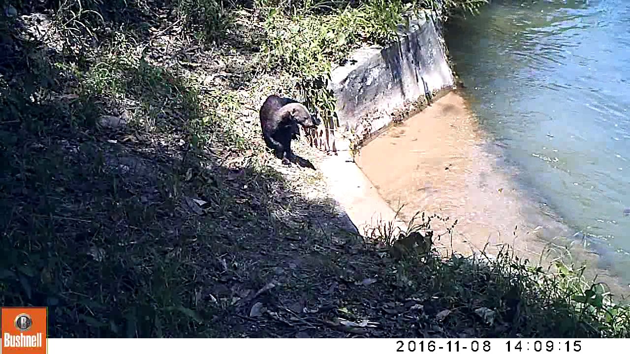 Hurón mayor (Eira barbara) tomando agua en canal de riego