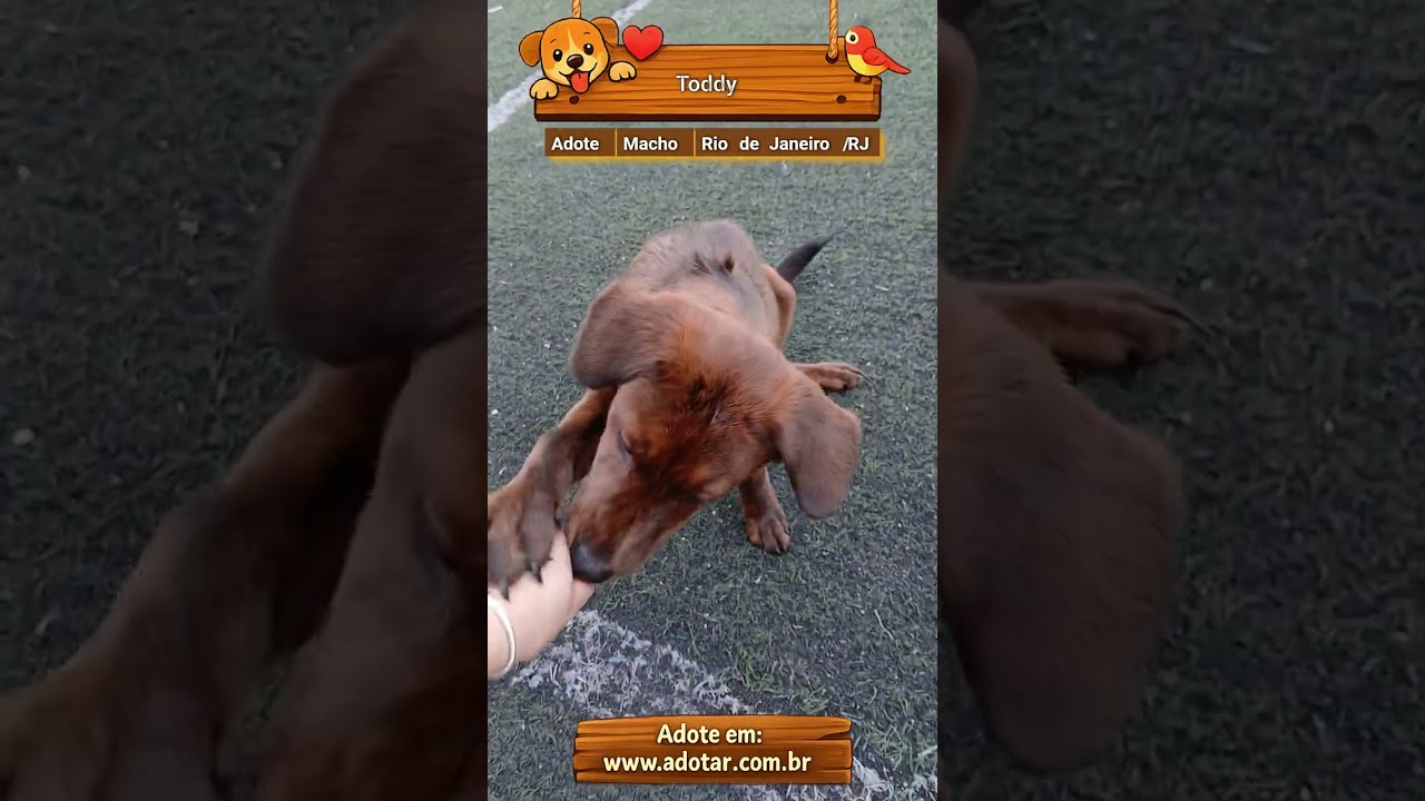 Cachorro raça SRD-ViraLata idade 7 a 11 meses nome Toddy