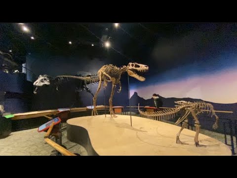 Burpee Museum of Natural History