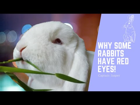 the TRUTH about white rabbits w/red eyes!