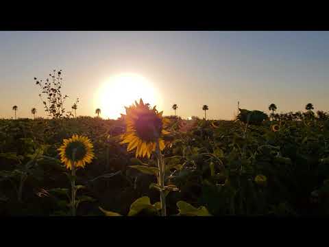sunflower timelapse
