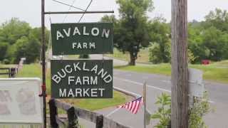 Farmers Market - Produce Market Warrenton VA - Buckland Farm Market
