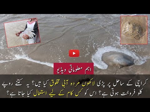 کراچی اور بلوچستان کے ساحل پر پڑی مردار مخلوق کیا ہے؟ معلوماتی ویڈیو
