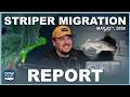 Striper Migration Report | May 12th, 2026