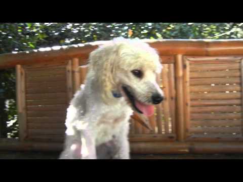 Aaron, an adopted Poodle in Houston, TX_image-1