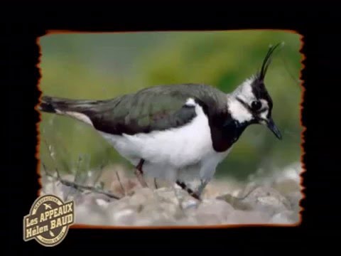 Birdcall Northern Lapwing - Vogelstimme Kiebitz