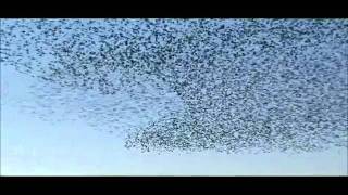 Starlings Ot Mor 12th March 2011 Video