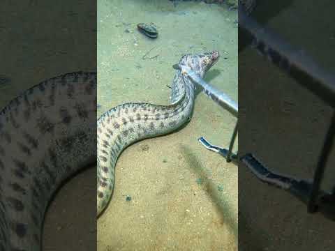 Diving Deep to Catch Seafood – Nature’s Ultimate Challenge! #Diving #Fishing #Crab#sea cucumber