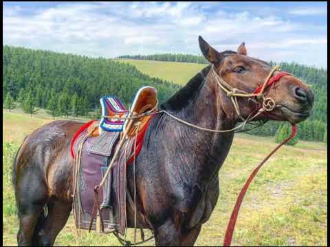 19. Нарийн хөх морь, Ганбаатарын Хонгорзул, МУГЖ