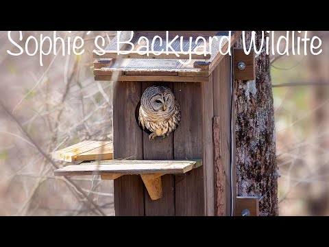 LIVE: Luna the barred owl has her egg -March 3d 2022