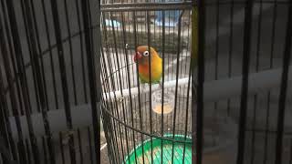 Download lagu lovebird ngekek panjang, lovebird kusumo mp3 Download lagu lovebird ngekek panjang, lovebird kusumo mp3