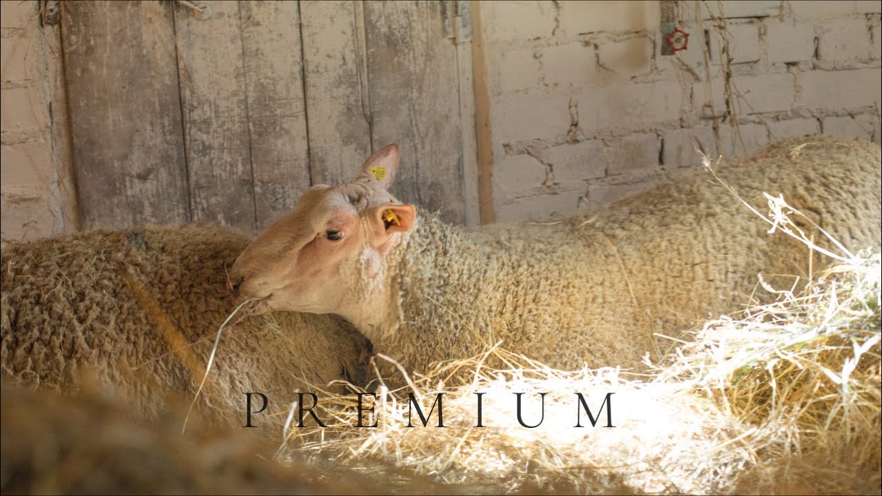 ИМПОРТНЫЕ ОВЦЫ: ШАРОЛЕ И СУФФОЛК БРИТАНСКАЯ СЕЛЕКЦИЯ \ ПРОДАЖА СКОТА ИЗ ЕВРОПЫ В РОССИИ \ ЭЛЬСТАДО