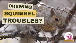 Why Do Squirrels Chew on Decks, Siding and Other Objects?