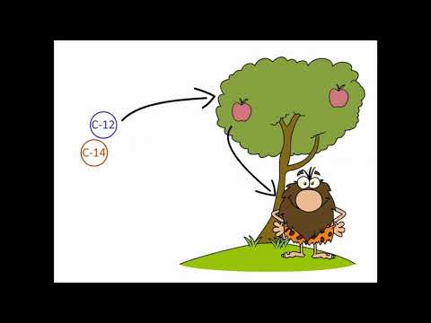 Ötzi und die C-14 Methode