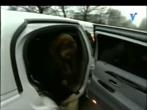 Herman Brood's laatste interview ( Patty Brard )