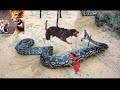 Snake Vs Dog Fight Dog Attacks Snake Real Fight