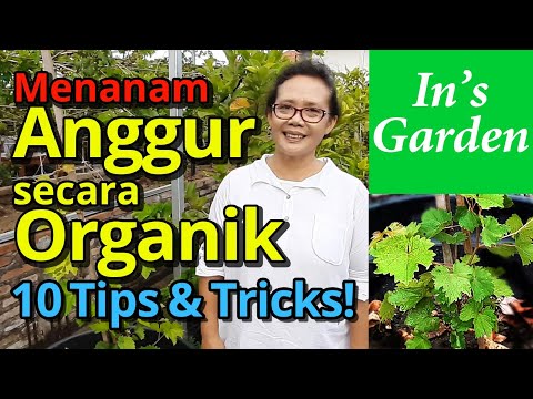 , title : '10 Tips & Tricks Menanam Anggur Organik | Mudah Dan Super Subur | In's Garden Bali'