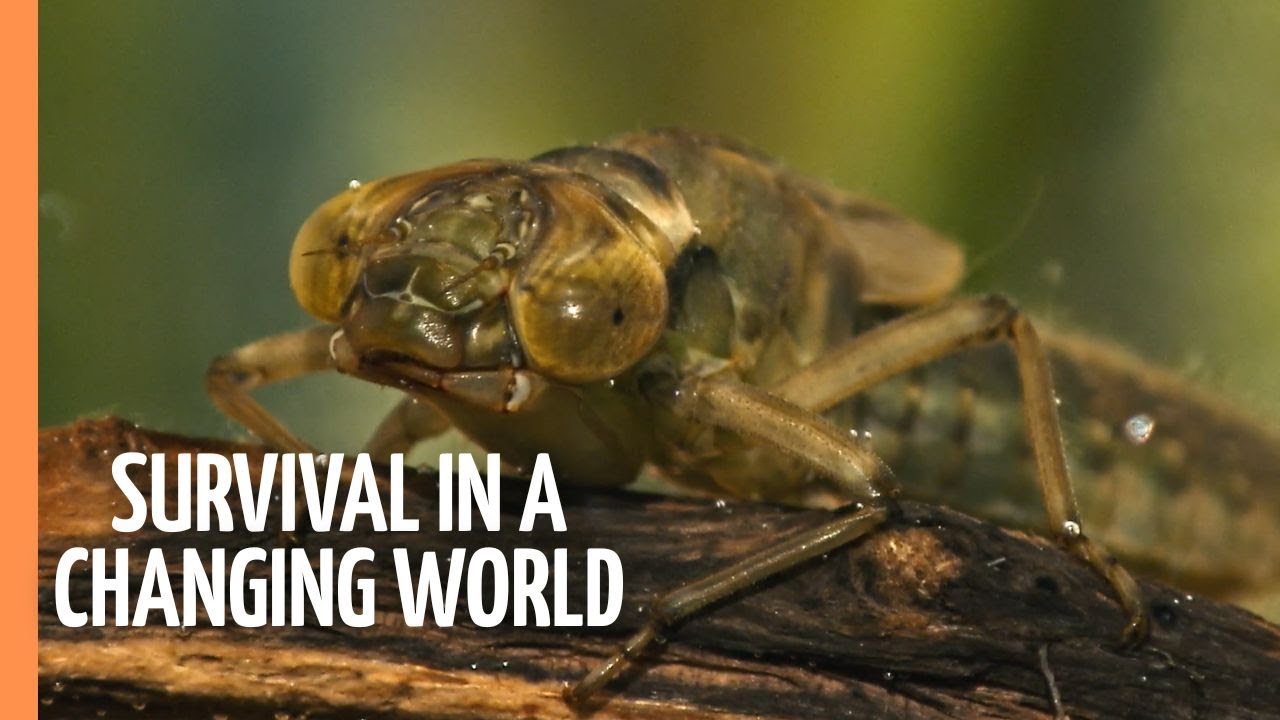 Nature’s Innovations – Survival in a changing world