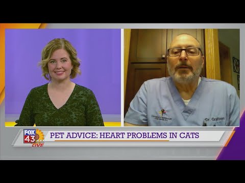Pet Advice: Heart Problems in Cats
