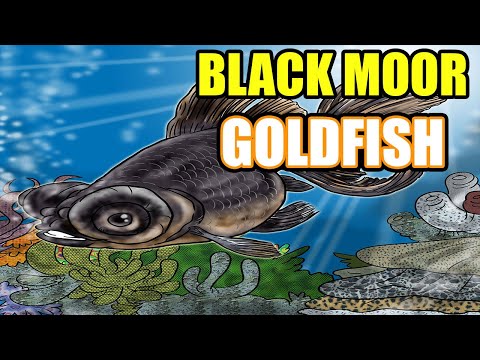 , title : 'Black Moor Goldfish Care And Info - All About The Black Moor'