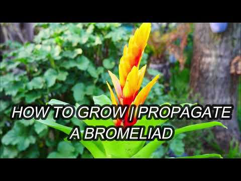 How To Grow | Propagate a Bromeliad