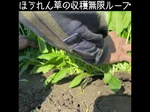 ほうれん草 植物